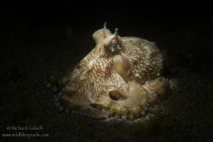 Coconut Octopus,snoot lighting,Anilao,Phillippines. by Richard Goluch 
